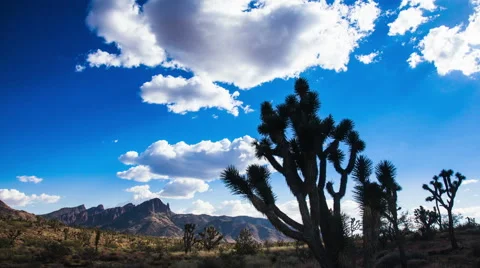 Time Lapse -  Joshua Tree in Desert Mojave Stock Footage 42970085