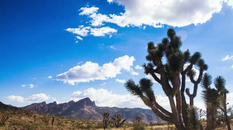 Time Lapse - Joshua Tree in Desert Mojave with Beautiful Cloudscape Stock Footage 46489716