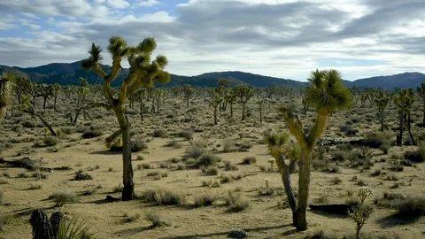 Time Lapse Joshua Tree Sky Clouds Stock Footage 107330106