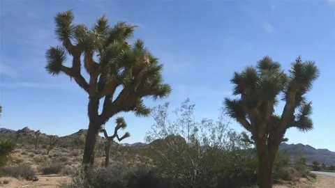 Time lapse of a Joshua trees, at a road in Joshua tree national park, in Ca.. Stock Footage 72764506
