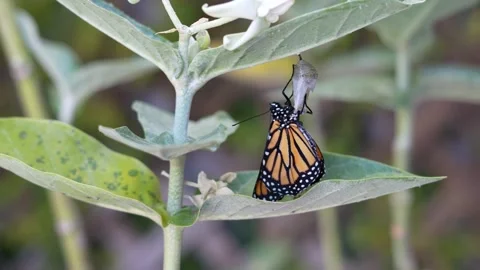 Time lapse of just born Monarch butterfly that pumping and drying its wings. Stock Footage 316695153