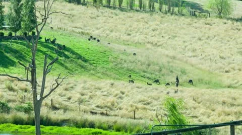 Time lapse of kangaroos Stock Footage 15001308