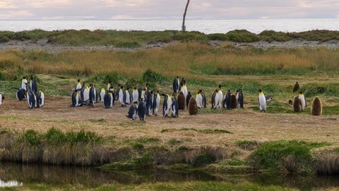 Time Lapse of King Penguins Mingling In Tierra Del Fuego Stock Footage 105620672