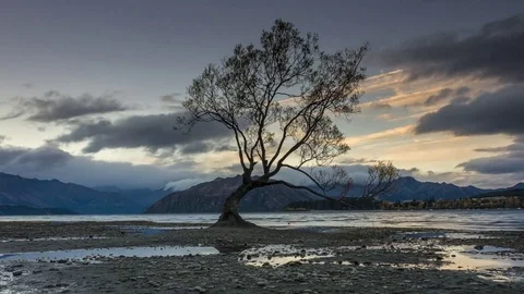 Time Lapse - Lake Wanaka with That Wanaka Tree at Sunset during low tide. Stock Footage