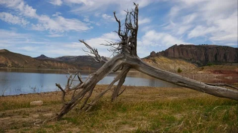 Time Lapse Lakeside With Old Trees Stock Footage 55242755