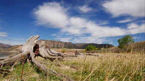 Time Lapse Lakeside With Old Trees Stock Footage 55242862
