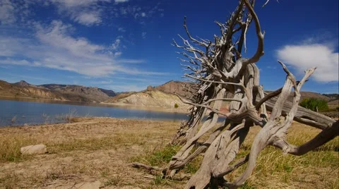 Time Lapse Lakeside With Old Trees Stock Footage 55242880