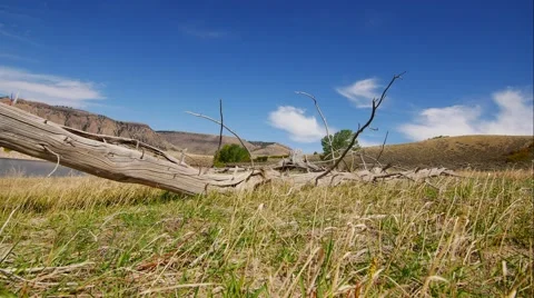 Time Lapse Lakeside With Old Trees Stock Footage 55243043
