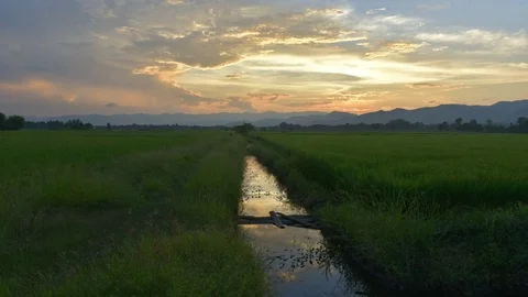 Time lapse-Landscape of rice farm in Thailand. Stock Footage 80411545