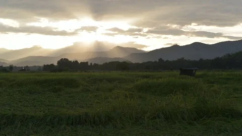 Time lapse-Landscape of rice farm in Thailand. Stock Footage 80411619