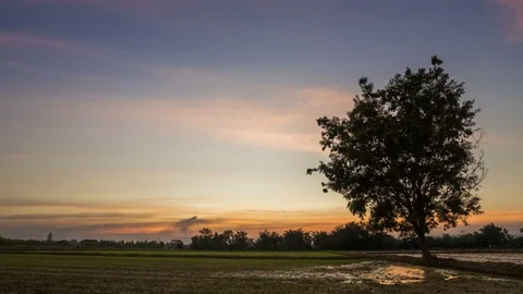Time lapse Landscape of tree in rice farm in Thailand Stock Footage 72354291