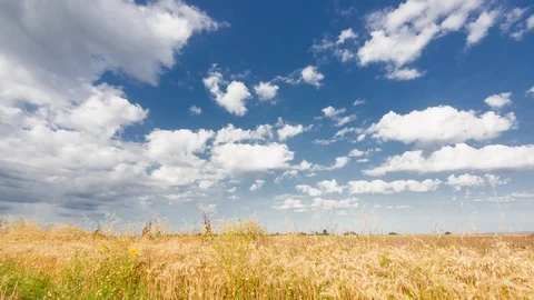 Time lapse of landscape with wheat field and blue sky Video stock 114664731
