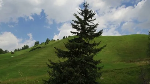 Time lapse larch, Alta Badia Video stock 79536946