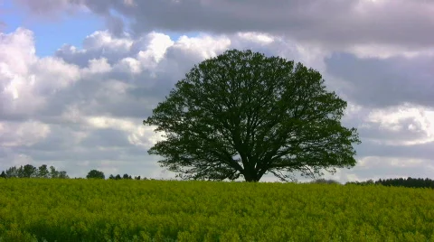 Time lapse of large common oak tree in a rape field Stock-Footage 377617