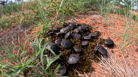 Time-lapse of large dung beetles gathering herbivore dung for nesting and Stock Footage 263533019