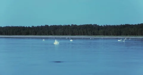 Time lapse of a large group of white swans floating in sea Stock Footage 101741697