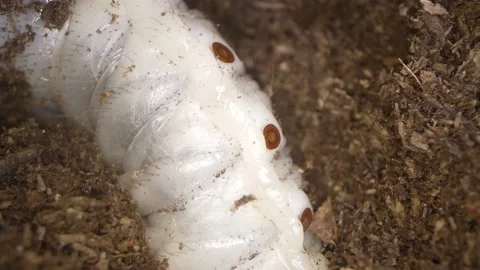 Time lapse large grub close up buries itself Stock Footage 251830088