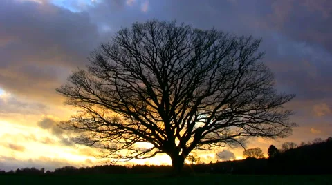 Time lapse of large leafless oak tree in sunset against a rough autumnal sky Video stock 44444587