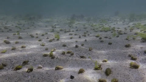 Time lapse, a large number of hermit crabs Diogenes running across the sand Stock Footage 301770497