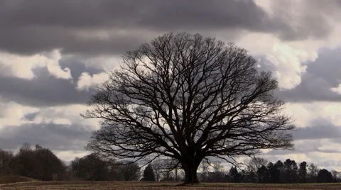 Time lapse of large, old leafless oak tree on field in spring storm Video stock 48633746