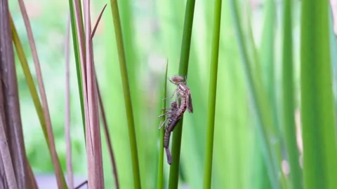 Time lapse of Large Red Damselfly emerging from nymph exoskeleton Video stock 131317453