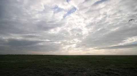Time-lapse of large wildbeest herd in early morning light. Stock Footage 11260969