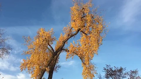 Time Lapse of Large Yellow Trees Video stock 81374289