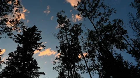 Time lapse of late day clouds moving above silhouettes of aspen trees. Stock Footage 219863751