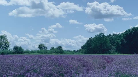 Time lapse in a lavender field Video stock 247107624