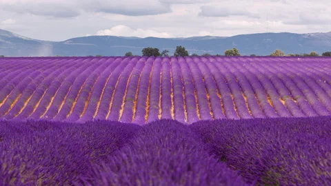 Time Lapse of Lavender field in Provence, Provence-Alpes-Cte dAzur, France Stock Footage 162513163