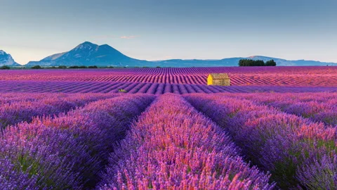 Time Lapse of Lavender field in Provence, Provence-Alpes-Cte dAzur, France Stock Footage 162514440