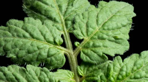 Time lapse of leaf development in a tomato plant. Studio shot over black. Stock Footage 63319489