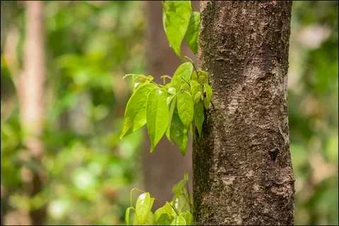 Time lapse of leaf floating in the wind Stockbeeldmateriaal 91164172