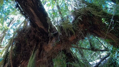 Time lapse of the leaves and moss Stock Footage 108938396