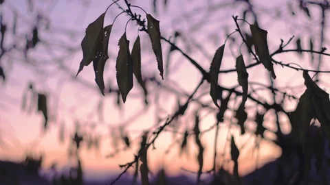 Time lapse leaves Stock Footage 121470951