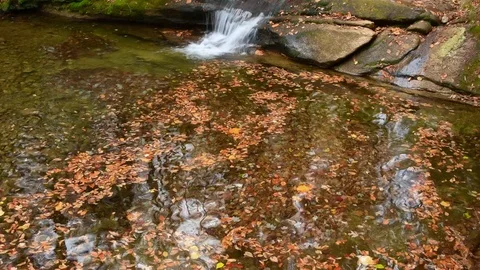 Time Lapse of leaves rotating in waterfall Video stock 81142702