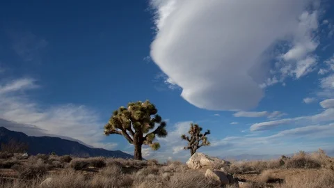 Time lapse of lenticular clouds above Joshua Trees in the Mojave desert Stock Footage 91550353