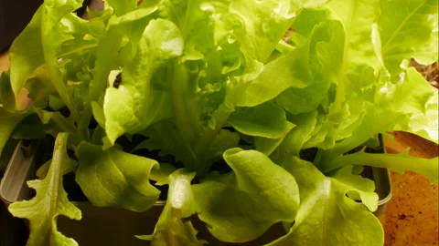 Time-lapse of a lettuce growing in a pot. Stock Footage