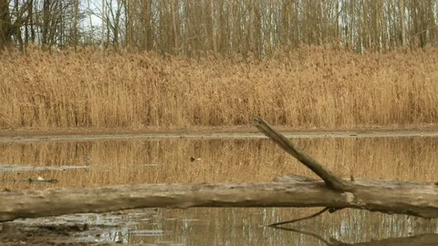 Time Lapse Light that changes between the reeds of a pond -Italian Nature Video stock 95931638