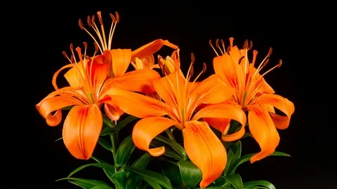Time Lapse Lilies Opening 動画素材 112413772