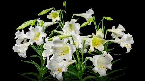Time Lapse Lilies Opening 動画素材 116426880