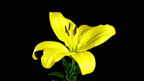 Time Lapse Lily Flower Opening Vídeo Stock 145183154