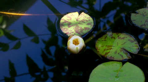 Time lapse of lily on the pond Video stock 64655899