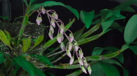 Time Lapse of Local Thai flower blooming " Dendrobium farmeri Pink" Stock Footage 60177915