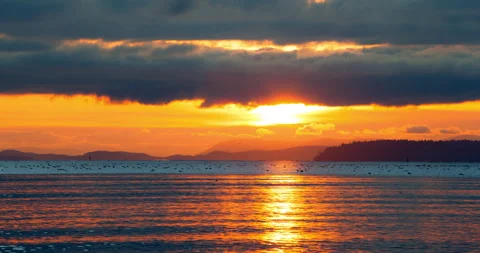 Time Lapse Lockdown Beautiful Shot Of Sea Birds Moving On Land By Sea Against Stock Footage 160321284