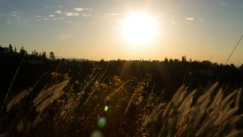 Time Lapse Lockdown Shot Of Crops And Plants In Wind On Mountain During Sunset - Stock Footage 206318762