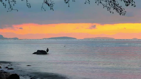 Time Lapse Lockdown Shot Of Sandpiper Bird Standing By Rock In Sea During Sunset Stock Footage 160327103