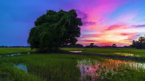 Time Lapse : Lone Tree At Paddy Field Of Kedah,Malaysia From Day To Night.HD Stock Footage 132981451