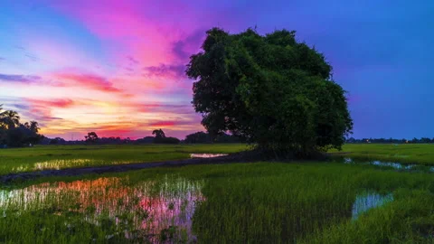 Time Lapse : Lone Tree At Paddy Field Of Kedah,Malaysia From Day To Night.HD Stock Footage 132981877