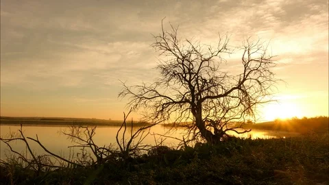 Time lapse of a lone tree by the river at dawn Stock Footage 103789854